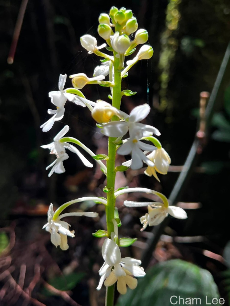 Calanthe triplicata (Willemet) Ames